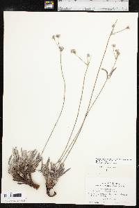 Eriogonum lachnogynum image