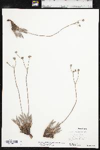 Eriogonum lachnogynum image