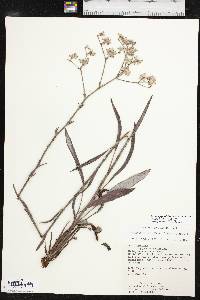 Eriogonum longifolium image