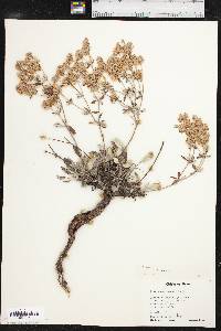 Eriogonum jamesii image