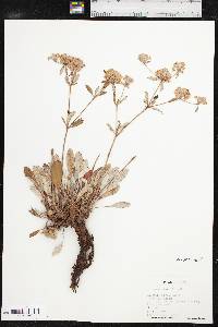 Eriogonum jamesii var. jamesii image