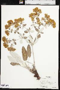 Eriogonum correllii image