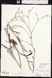 Eriogonum longifolium image