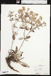 Eriogonum jamesii image