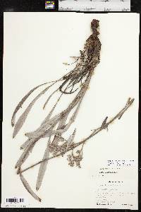 Eriogonum longifolium image