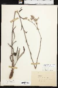 Eriogonum longifolium image