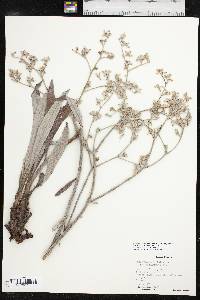 Eriogonum longifolium image