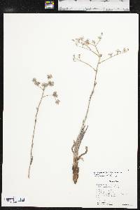 Eriogonum longifolium image