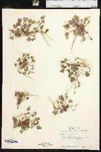 Erodium texanum image