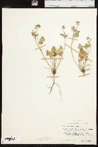 Erodium texanum image