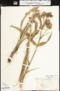 Eryngium yuccifolium image