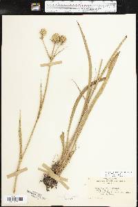 Eryngium yuccifolium var. yuccifolium image