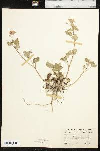 Erodium texanum image