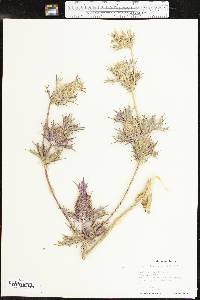 Eryngium leavenworthii image