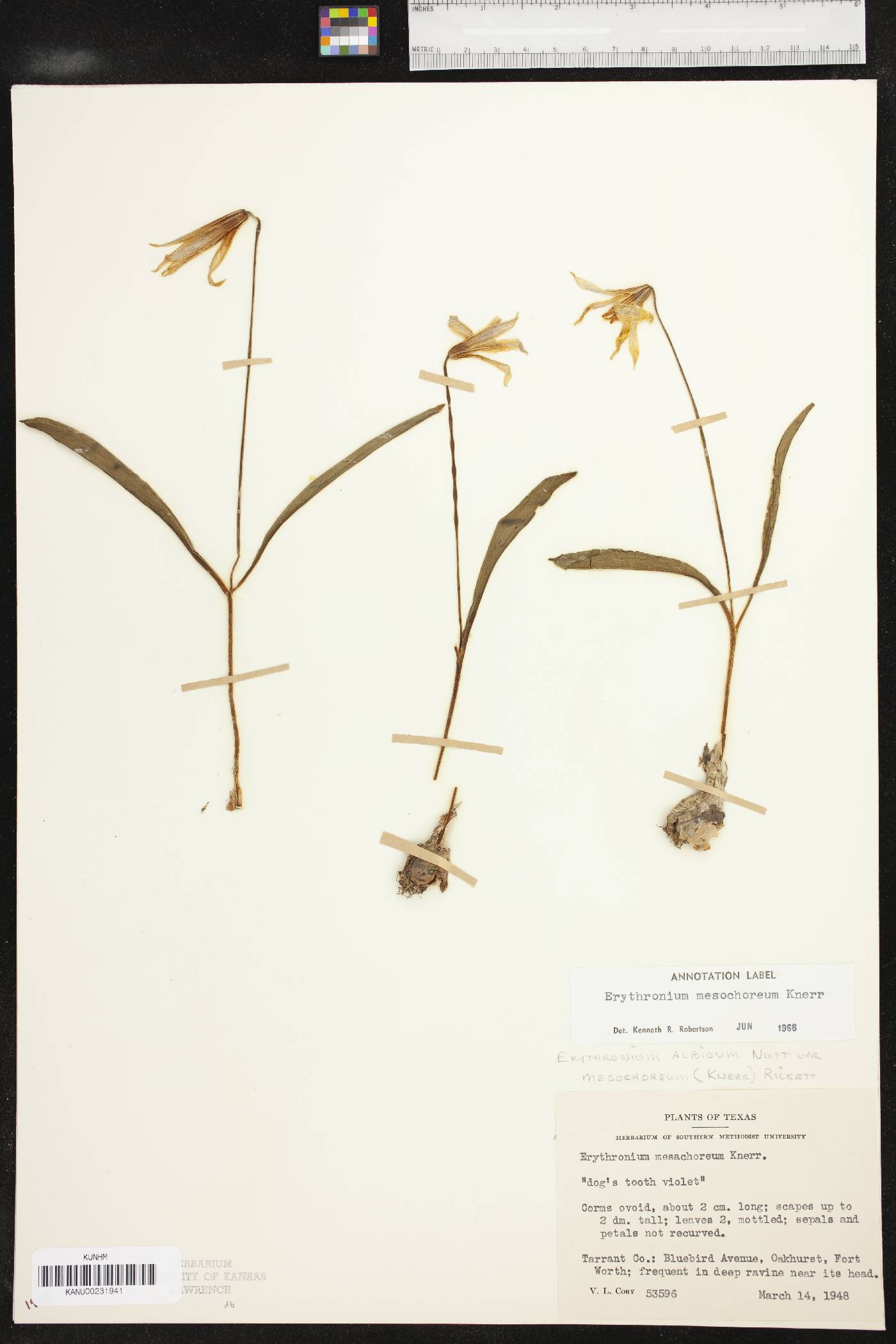 Erythronium mesochoreum image