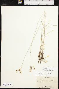 Fimbristylis puberula image