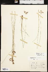 Fimbristylis puberula image