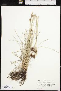 Fimbristylis castanea image