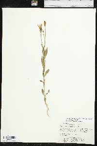 Eustoma exaltatum subsp. exaltatum image