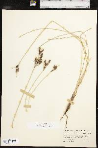 Fimbristylis castanea image