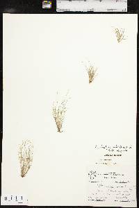 Fimbristylis vahlii image