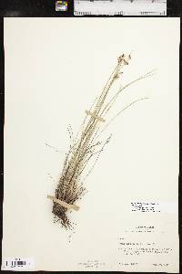 Fimbristylis puberula image