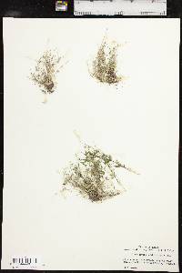 Fimbristylis vahlii image