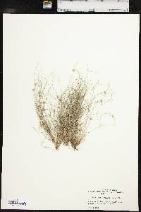 Fimbristylis vahlii image