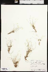 Fimbristylis vahlii image
