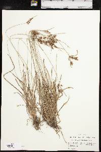 Fimbristylis tomentosa image