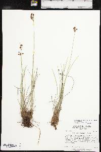 Fimbristylis puberula image