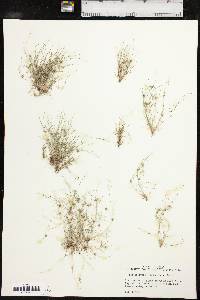 Fimbristylis vahlii image