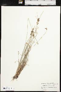 Fimbristylis tomentosa image