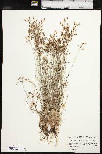 Fimbristylis annua image