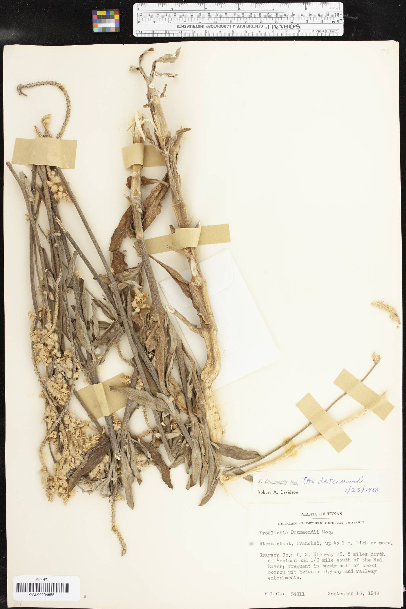 Froelichia drummondii image