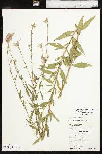 Oenothera filiformis image