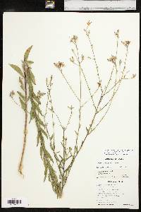 Oenothera filiformis image