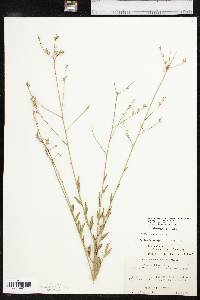 Oenothera filiformis image