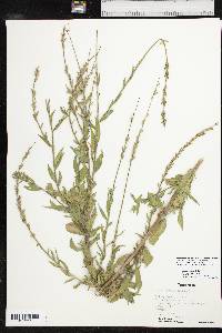 Oenothera curtiflora image