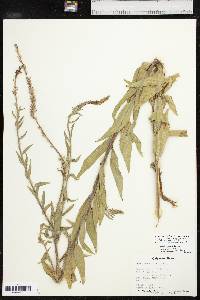 Oenothera curtiflora image