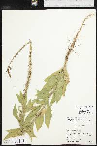 Oenothera curtiflora image