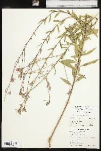 Oenothera filiformis image