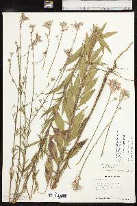 Oenothera filiformis image