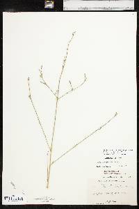 Oenothera filiformis image