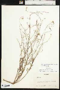 Oenothera lindheimeri image