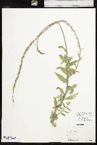 Oenothera curtiflora image