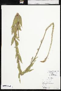 Oenothera curtiflora image