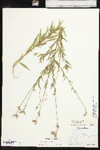 Oenothera filiformis image