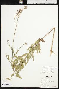 Oenothera filiformis image