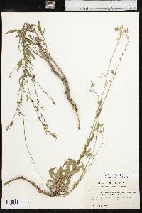 Oenothera filiformis image